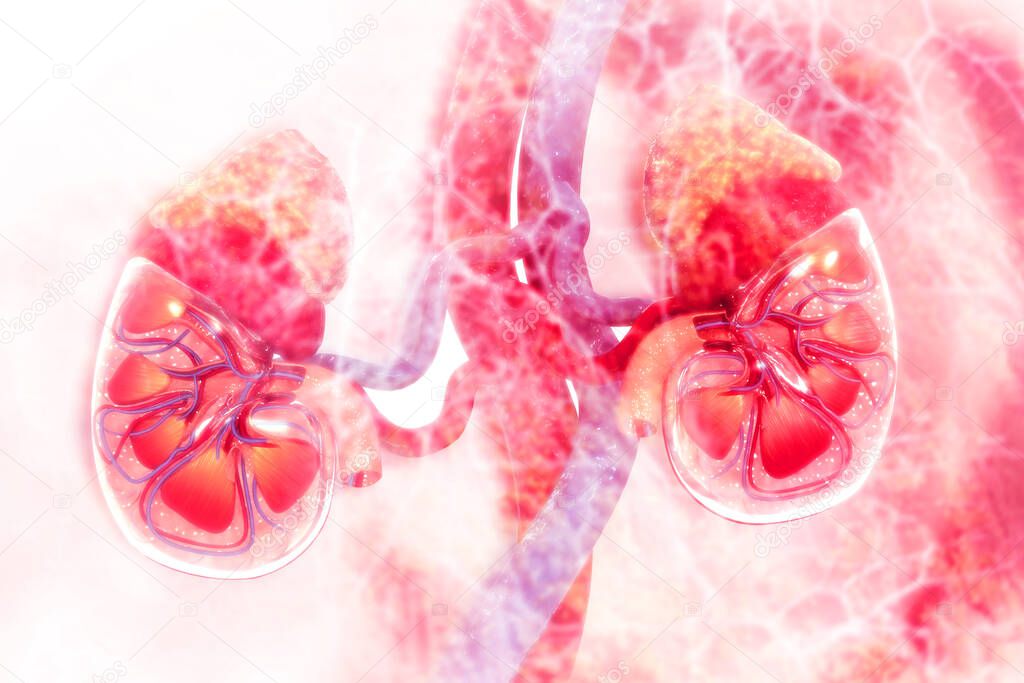 Human kidney cross section on scientific background. 3d illustration