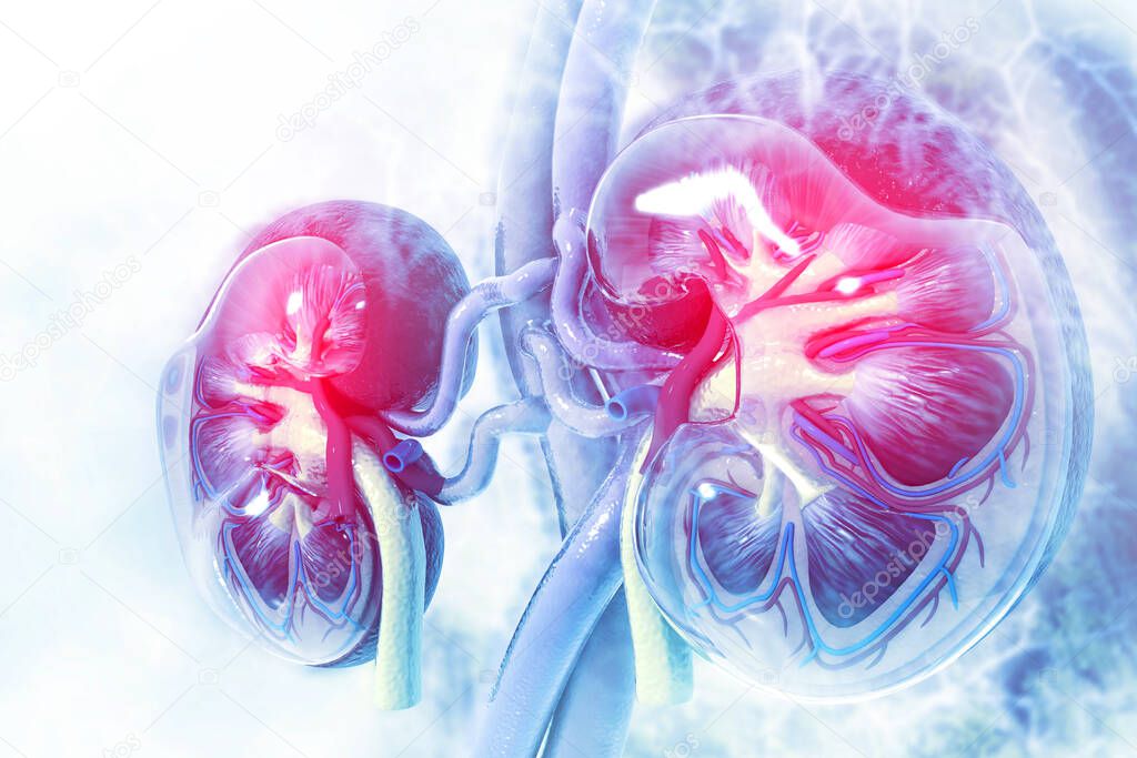 Human kidney cross section on scientific background. 3d illustration