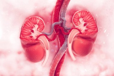 Bilimsel arka planda insan böbreği kesiti. 3d illüstrasyon