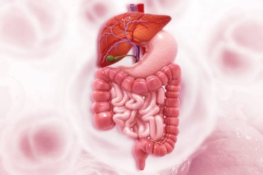 Bilimsel arka planda insan sindirim sistemi. 3d illüstrasyon