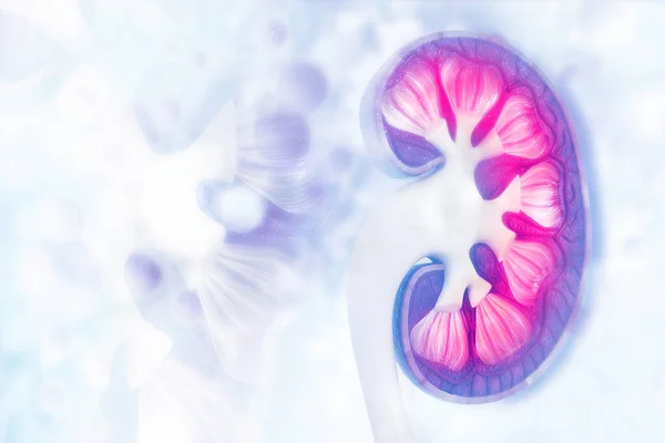 科学的背景におけるヒト腎臓断面 3Dイラスト — ストック写真