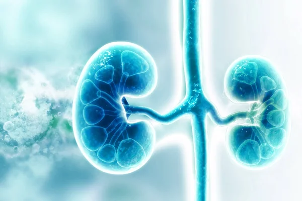 Human Kidney Scientific Background Illustration — Stock Photo, Image