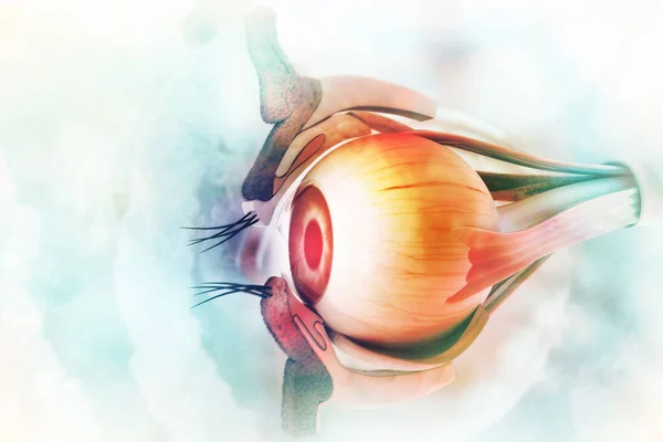Human Eye Anatomy Inner Structure Illustration — Stock Photo, Image