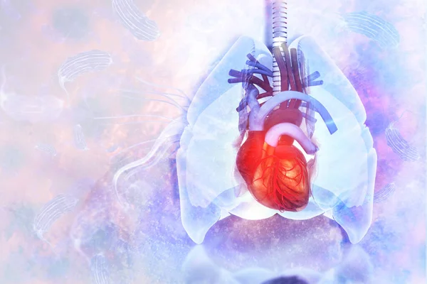 Serce Płuca Tle Naukowym Ilustracja — Zdjęcie stockowe