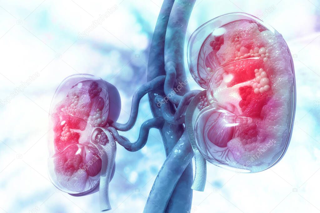 Human kidney cross section on scientific background. 3d illustration