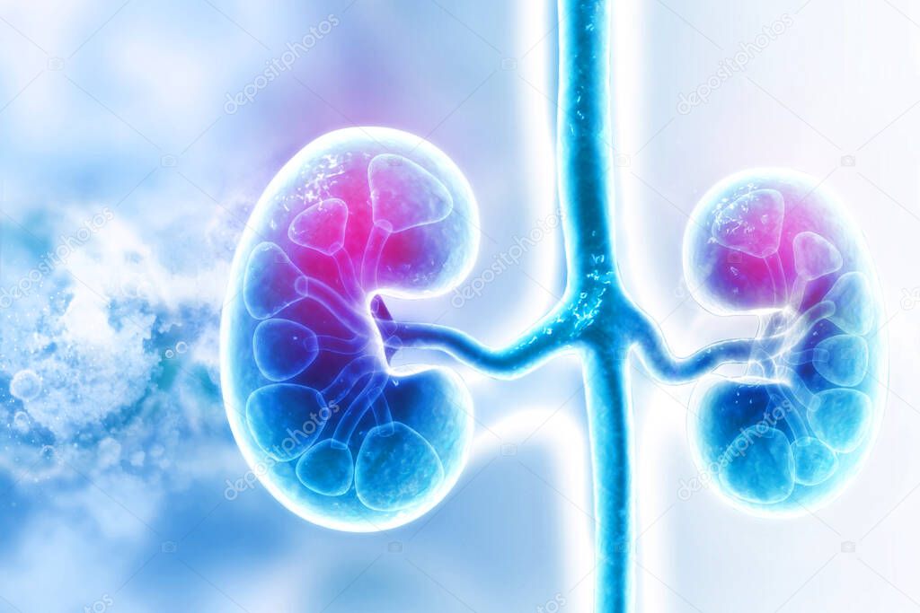 Human kidney on scientific background. 3d illustration