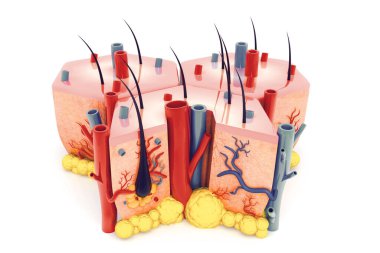 İnsan derisi anatomisi. 3d hazırlayıcı
