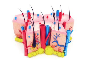 İnsan derisi anatomisi. 3d hazırlayıcı