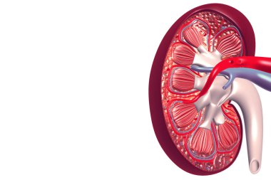 İnsan böbreği kesiti