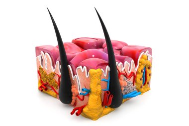 İnsan derisi anatomisi. 3d hazırlayıcı