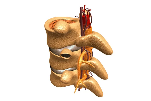 Rendering Della Colonna Vertebrale Umana — Foto Stock