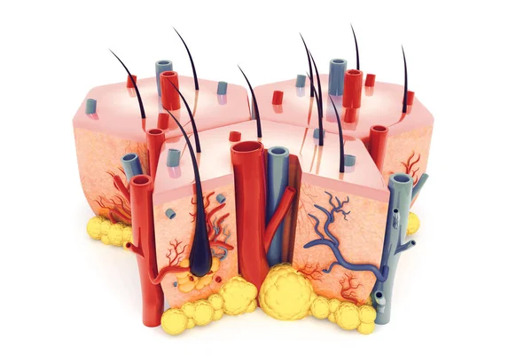 Anatomia Pele Humana Renderização — Fotografia de Stock