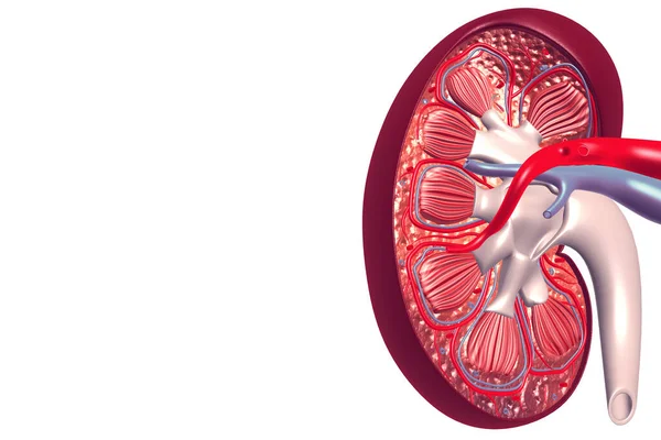 Sección Transversal Del Riñón Humano —  Fotos de Stock