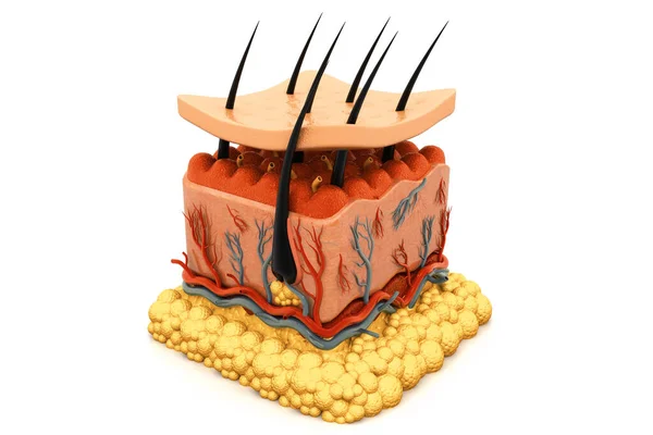 Anatomia Pele Humana Renderização — Fotografia de Stock