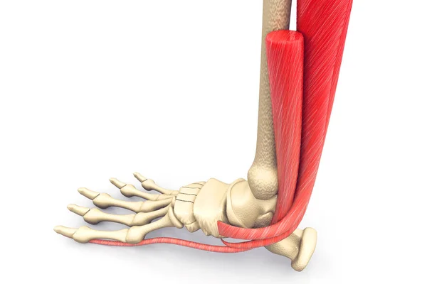 Muscoli Del Piede Umano Anatomia — Foto Stock