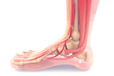 İnsan ayağı anatomisi 3D görüntüleme