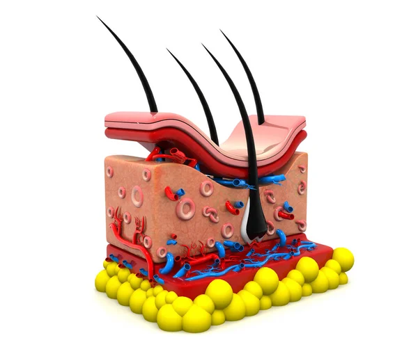 Anatomia Della Pelle Umana Sfondo Bianco — Foto Stock