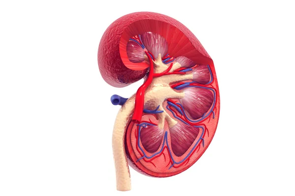 Human Kidney Cross Section — Stock Photo, Image