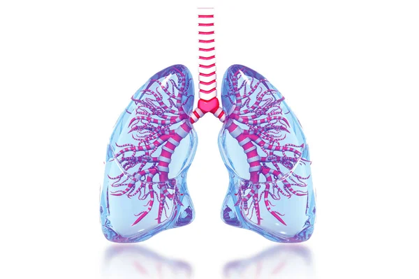 Pulmones Humanos Anatomía Render —  Fotos de Stock