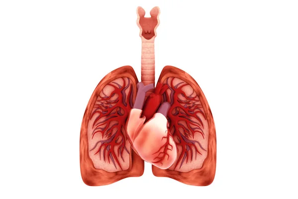 Human Heart Lungs Cross Section — Stock Photo, Image