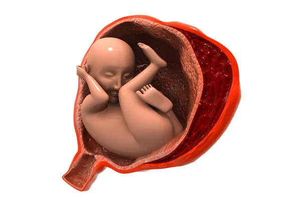 Menselijke Foetus Illustratie — Stockfoto