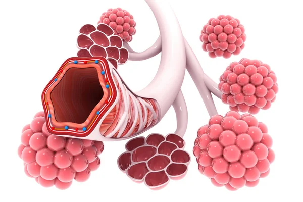 Alveoli Pulmões Ilustração — Fotografia de Stock