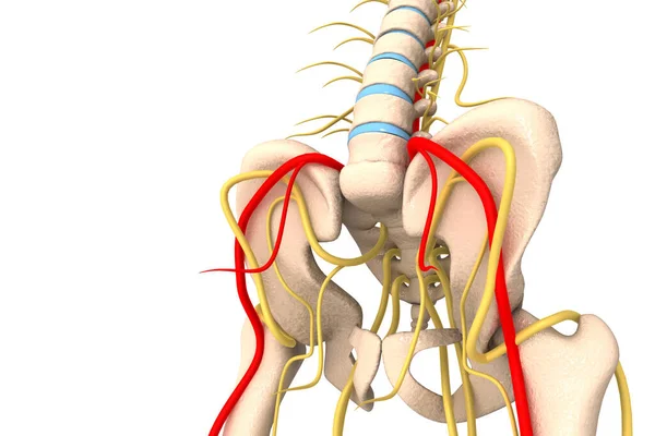 Back view of human lumbar vertebra 3d render — Stock Image Back View Human Lumbar Vertebra Render Stock Image