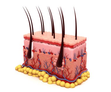 İnsan derisi anatomisi 3D oluşturma