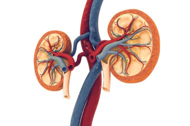 İnsan böbreği kesiti 3D oluşturucu
