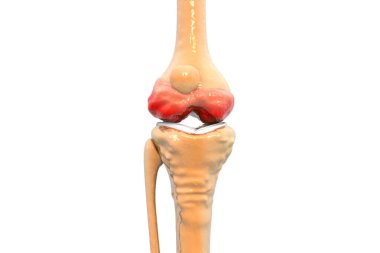 İnsan diz ekleminin anatomisi. 3d illüstrasyon