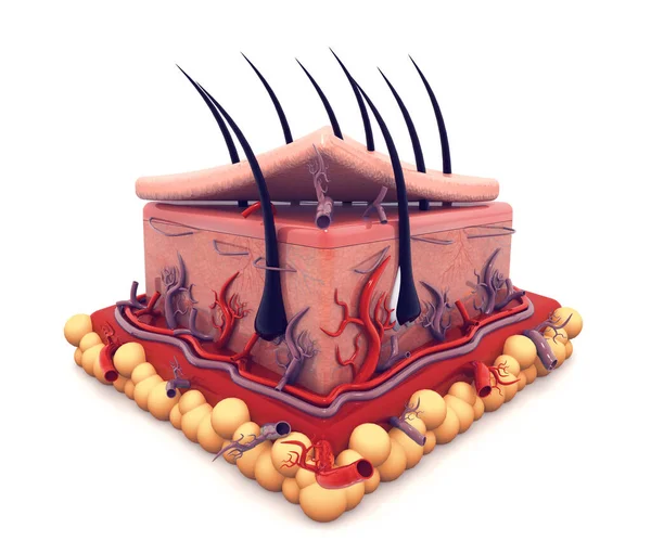 Anatomia Della Pelle Umana Sfondo Bianco — Foto Stock