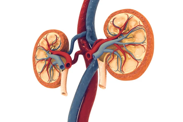 신장의 횡단면 렌더링 — 스톡 사진