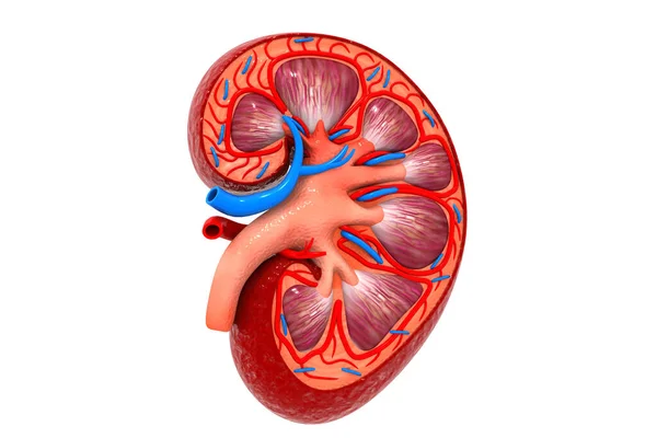Der Menschliche Nierenquerschnitt Illustration — Stockfoto