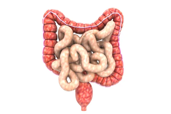 Colon Umano Rendering — Foto Stock