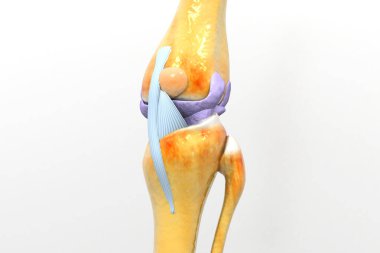 İnsan diz ekleminin anatomisi. 3d illüstrasyon