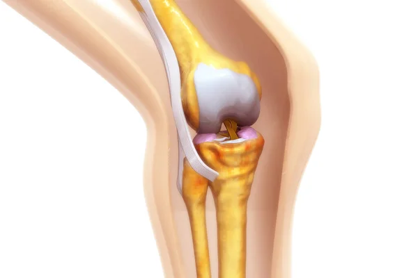 İnsan diz ekleminin anatomisi. 3d illüstrasyon