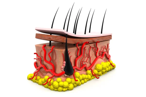 Människans Hudanatomi Återgivning — Stockfoto
