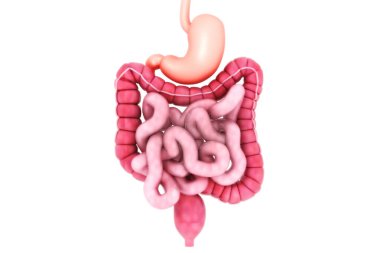 İnsan sindirim sistemi 3D oluşturucu