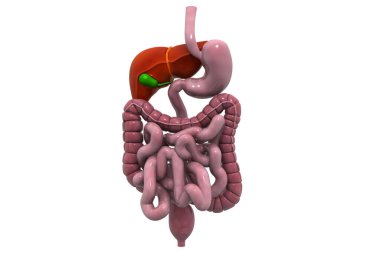 İnsan sindirim sistemi 3D oluşturucu