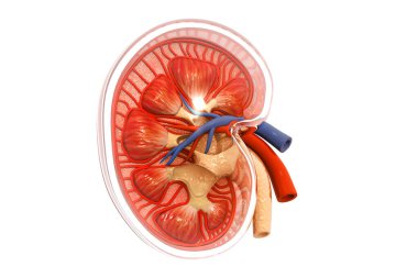 İnsan böbreği kesiti. 3d illüstrasyon