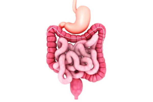 Sistema Digestivo Humano Render —  Fotos de Stock