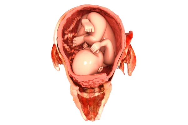 人間の胎児 3Dレンダリング — ストック写真
