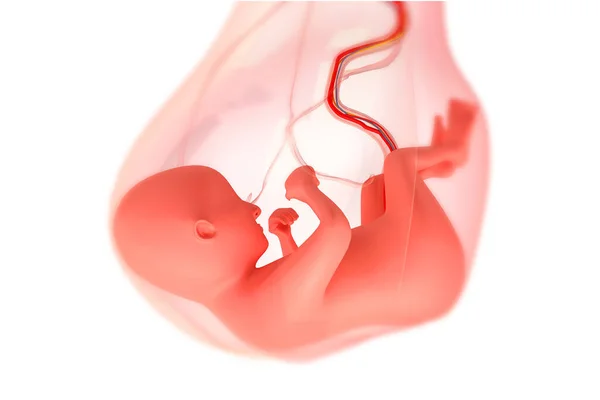 Menselijke Foetus Renderen — Stockfoto