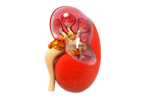 신장의 횡단면 — 스톡 사진