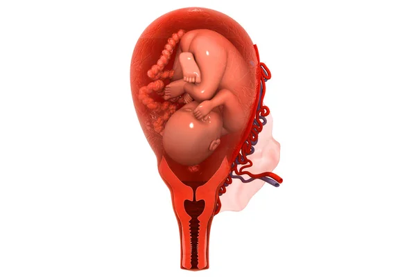 Menselijke Foetus Renderen — Stockfoto