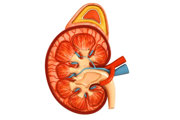 Mänskligt Njurtvärsnitt Illustration — Stockfoto