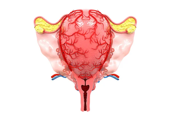 Menselijke Foetus Renderen — Stockfoto