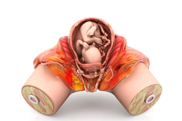 Menselijke Foetus Renderen — Stockfoto