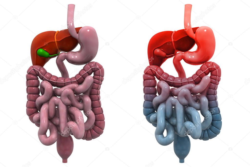 Human digestive system.3d render