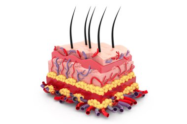 İnsan derisi anatomisi. 3d hazırlayıcı